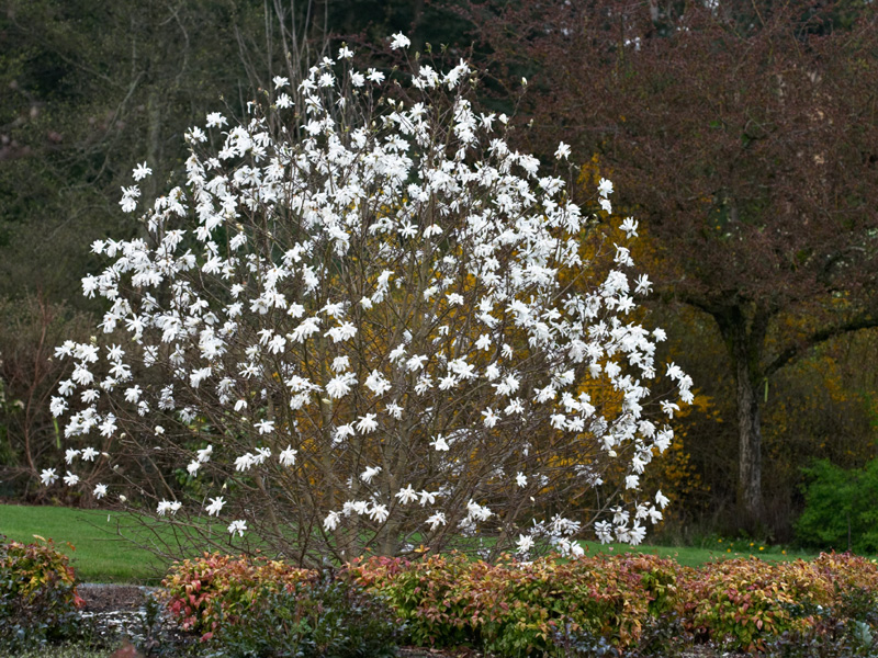 magnolia_stellata_waterlily-copy