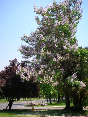 paulownia-tree