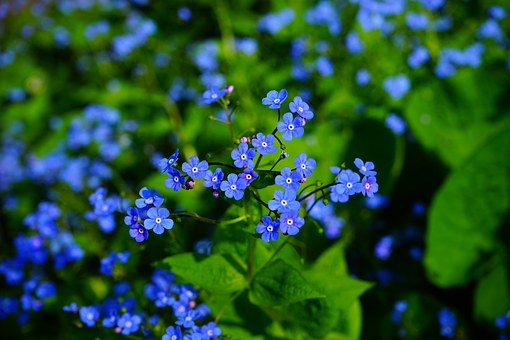forget-me-not-1365858__340